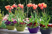 Tulips and pansies in colourful containers