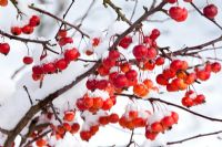Malus - Crab apples with snow