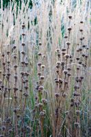 Phlomis russeliana and grasses in Decennium border - Knoll Gardens, Dorset