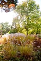 Mixed autumn planting in Decennium border with perennials and grasses - Knoll Gardens, Dorset 