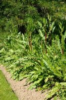 Taraxacum officinale - Dandelions in vegetable garden