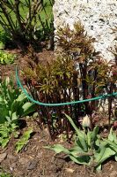 Young spring shoots of Peony supported by a metal hoop and mulched in spring border