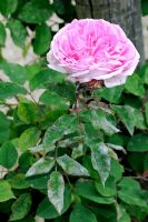 Sphaerotheca pannosa - Powdery mildew on Rose leaves