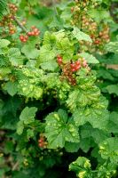 Cryptomyzus ribis - Redcurrant blister aphid causing leaf blisters