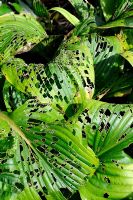 Slug and snail damage on Hosta leaves