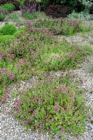 Phuopsis stylosa 'Purpurglut' syn. Crucianella stylosa - Crosswort in gravel garden
