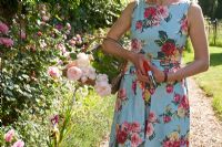 Woman in floral dress holding trug of roses and secateurs 