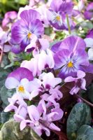 Viola cornuta and Cyclamen coum