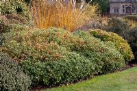 Skimmia japonica 'Red Riding Hood' and Salix rubens  in winter border