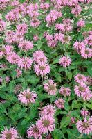 Monarda x 'Croftway Pink' - Bee Balms, Bergamots