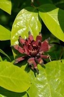 Calycanthus floridus - Carolina Sweetshrub, Sweet Betsy