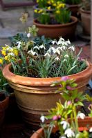 Snowdrops in container