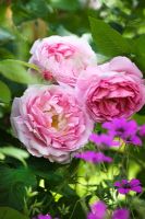 Rosa 'Constance Spry' and Geranium 'Patricia' 