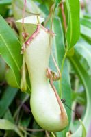 Nepenthes ventricosa X inermis (Pitcher Plant)