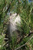 Pinus halepensis - Aleppo Pine with a nest (tent) of the pine processionary caterpillar - Thaumetopoea pityocampa