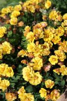 Oxalis pes-caprae 'Flore Pleno' - Double Bermuda Buttercup