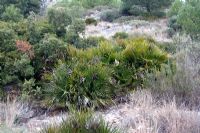 Chamaerops humilis growing wild in Mediterranean Garrigue, Spain