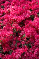 Rhododendron 'Rubinstern'