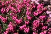 Erica carena 'Nathalie' - Winter Heather provides an early source of poillen for Apis mellifera - Honeybee in February