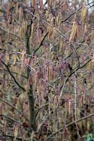 Alnus glutinosa catkins in late winter - Alder