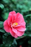 Camellia japonica 'High, Wide 'n' Handsome'