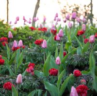 Tulipa 'Alliance' and Tulipa 'Pink Impression'