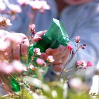 Spraying spring flowers