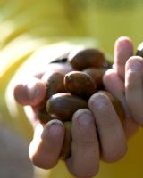 Child holding acorns