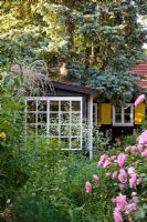 A garden shed in the middle of flowering borders. Planting includes, Buddleja alternifolia, Crambe cordifolia, Roses and Tamarix