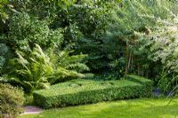 Buxus topiary, ferns, Hedera, Salix integra 'Hakuro Nishiki' and Salix rosmarinifolia
