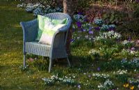 A wicker armchair on a lawn surrounded by Galanthus and Crocus