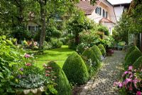 German garden with lawn, fruit trees and a paved pathway lined with box topiary - Buxus, Campanula persicifolia, Hydrangea arborescens, Impatiens and Rosa helenae 