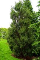 Athrotaxis laxifolia. Marwood Hill, Marwood, Barnstaple, Devon, UK