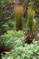 Foliage interest with Cercis canadensis 'Forest Pansy', Calamagrostis x acutiflora 'Overdam' and Phormium 'Bronze Baby' - RHS Garden Rosemoor, Great Torrington, Devon, UK