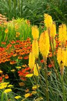 The Square Garden showcases a wealth of late summer colour including Helenium 'Sahin's Early Flowerer', Kniphofias, Achilleas and Hemerocallis - Daylilies. RHS Garden Rosemoor, Great Torrington, Devon, UK