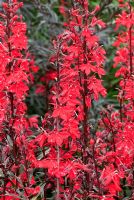 Lobelia cardinalis 'Bee's flame' - RHS Rosemoor