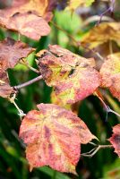 Rubus peltatus - Sir Harold Hillier Gardens, Ampfield, Romsey, Hants, UK