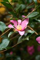 Camellia sasanqua 'Hugh Evans', AGM - RHS Garden Wisley, Woking, Surrey, UK
