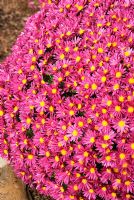 Chrysanthemum 'Dark Tripoli' - RHS Garden Wisley, Woking, Surrey, UK
