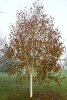 Betula utilis var. jacquemontii 'Grayswood Ghost', AGM. RHS Garden Wisley, Woking, Surrey, UK