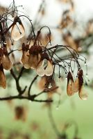 Acer tartaricum subsp. aidzuense. RHS Garden Wisley, Woking, Surrey, UK