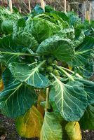 Brassica - Brussel sprout 'Brilliant'. RHS Garden Rosemoor, Great Torrington, Devon, UK