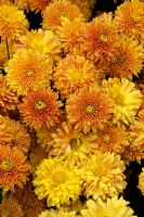 Chrysanthemum indicum 'Coup de soleil'