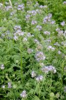 Phacelia tanacetifolia - Scorpion Weed sown to attract insects and can be used as green manure