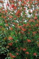 Embothrium coccineum - Notro, Chilean Firetree