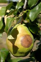 Pear with secondary brown rot infection caused by insects