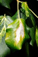 Hedera - Sunburn on leaf variegation due to the lack of chlorophyll protection