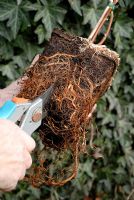 Rubus fruticosus 'Black Satin' - Teasing Blackberry roots from pot bound plant before planting