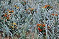 Allium porrum - Leeks interplanted with Marigolds to prevent pests