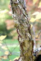 Betula dahurica 'Black Birch'